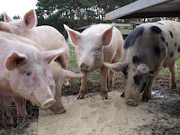 Fazenda usa internet para deixar consumidor escolher porco que vai virar salsicha