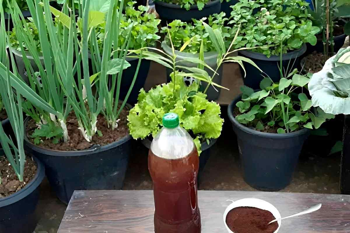 Adubo caseiro com borra de café para suas plantas crescerem fortes e saudáveis