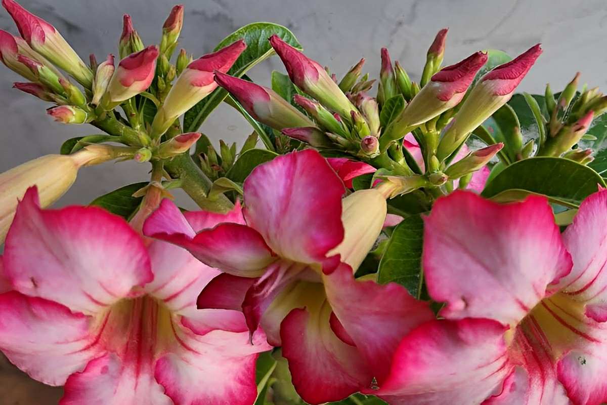 Adubo caseiro para rosa do deserto que faz florir mais de 30 botões por galho