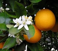 Pudim de laranja