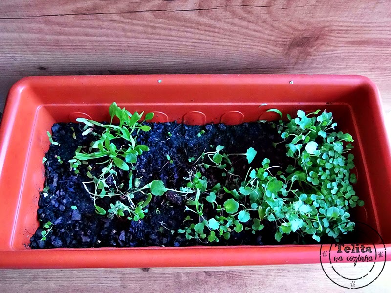 horta na varanda | microvegetais, alface, tomate e ruibarbo