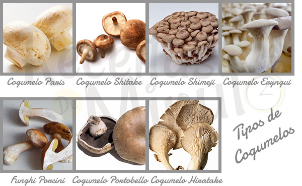 Tipos de Cogumelos