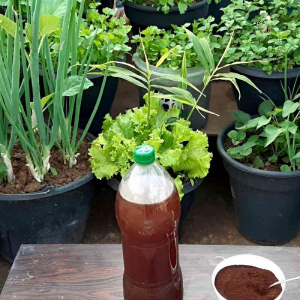 Adubo caseiro de borra de café para adubar suas plantas e hortaliças