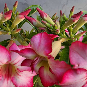 Adubo caseiro para rosa do deserto que faz florir mais de 30 botões por galho
