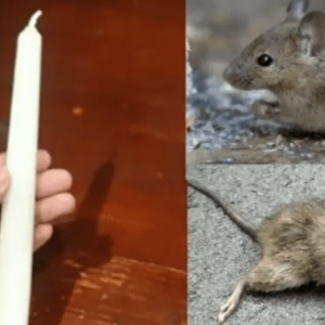 Técnica caseira para espantar ratos com uma vela