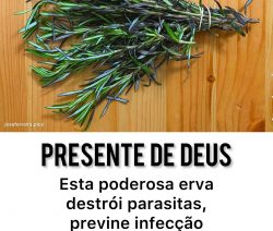 Presente de Deus: esta erva destrói os parasitas, previne infecção urinária, combate gripe, cândida, artrite, ciática e