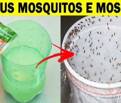 Como acabar com moscas e mosquitos com uma solução de apenas 3 ingredientes