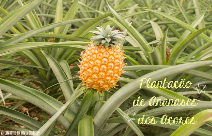 # A Descobrir Portugal: Plantação de Ananases em S. Miguel nos Açores!