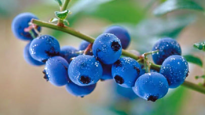 Segunda Saudável: Blueberry